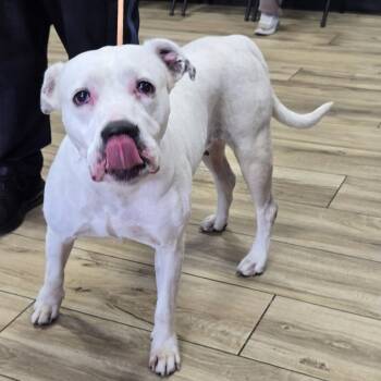 Lena -  Pit Bull Terrier Dog for Adoption in Newark, New Jersey - Lena | PetCurious