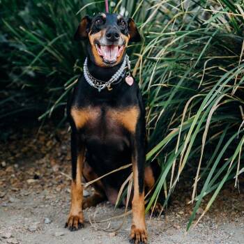 Doberman Pinscher Dogs Available for Adoption - Clovis Wodehouse - Is Good With Dogs, Cats And Kids | PetCurious