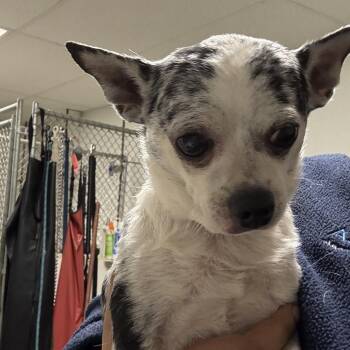 71339 -  Chihuahua Dog for Adoption in Harrisonburg, Virginia - 71339 | PetCurious