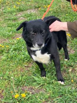 Brooksy -  Corgi Dog Available for Adoption in Olney, Illinois - Brooksy | PetCurious