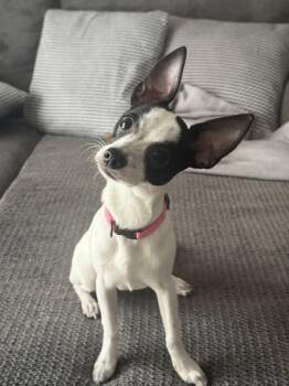 Luna Chi -  Chihuahua Dog for Adoption in Valrico, Florida - Luna Chi | PetCurious