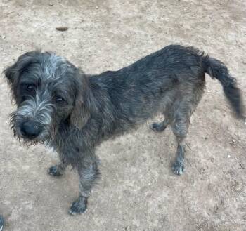 Dexter -  Miniature Poodle and Black And Tan Coonhound Dog for Adoption in Scottsdale, Arizona - Dexter | PetCurious
