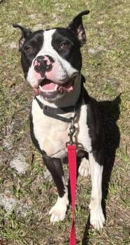 Pit Bull Terrier and Mixed Breed Dogs Available for Adoption in Palm Coast, Florida - Boss | PetCurious