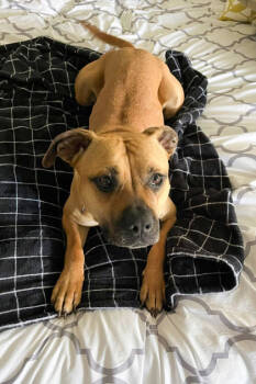 Rescue Mixed Breed Dogs for Adoption in Cincinnati, Ohio - Nala | PetCurious