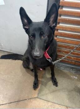 Rescue Mixed Breed Dogs for Adoption in Dallas, Texas - SHADOW | PetCurious