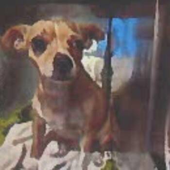 Rescue Chihuahua and Mixed Breed Dogs for Adoption in Tacoma, Washington - Daisy May | PetCurious