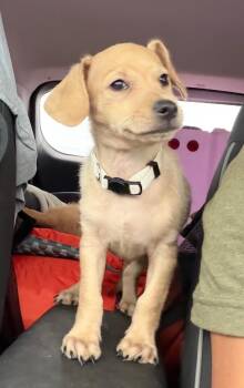 Clint -  Dachshund and Chiweenie Dog for Adoption in Gilbert, Arizona - Clint | PetCurious