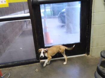 HALF OFF -  Anatolian Shepherd and Mixed Breed Dog for Adoption in Tulsa, Oklahoma - HALF OFF | PetCurious