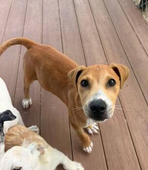 Mixed Breed Dogs Available for Adoption in New York, New York - Han Solo | PetCurious