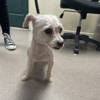 Bubbles -  Terrier Dog for Adoption in Pasadena, California - Bubbles | PetCurious