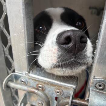 Pit Bull Terrier Dogs Available for Adoption - William | PetCurious