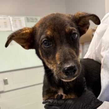 Bram -  Mixed Breed Dog for Adoption in Greenville, South Carolina - Bram | PetCurious