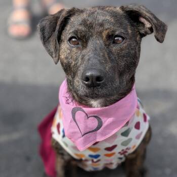 Rescue Terrier Dogs for Adoption - Emmeline | PetCurious