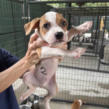 Dillion #2 -  Pit Bull Terrier and Mixed Breed Dog for Adoption in Auburn, New Hampshire - Dillion #2 | PetCurious