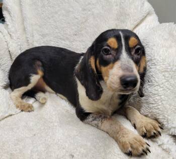 Rowan -  Beagle Dog for Adoption in Lisbon, Ohio - Rowan | PetCurious