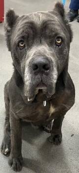 Cane Corso Dogs Available for Adoption - MODELO | PetCurious