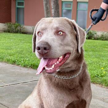 Axel - Foster or Adopt -  Labrador Retriever Dog Available for Adoption in San Francisco, California - Axel - Foster Or Adopt | PetCurious