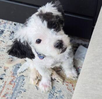Dugan -  Shih Tzu and Maltese Dog for Adoption in Houston, Texas - Dugan | PetCurious