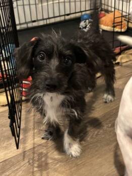 Pepper -  Dachshund and Poodle Dog for Adoption in Morton Grove, Illinois - Pepper | PetCurious