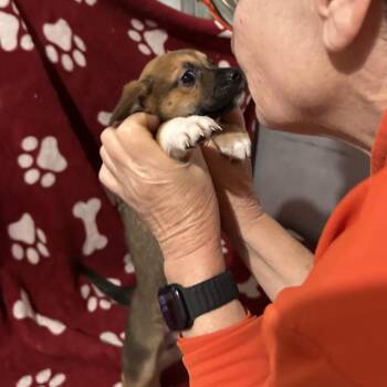 RORY -  Mixed Breed Dog for Adoption in Richmond, California - RORY | PetCurious