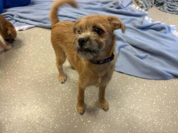 ONION RING -  Cairn Terrier Dog for Adoption in Fort Wayne, Indiana - ONION RING | PetCurious