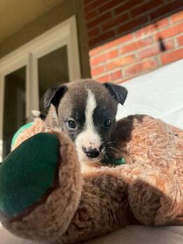 Rescue English Bulldog and Siberian Husky Dogs for Adoption in San Rafael, California - Roo | PetCurious