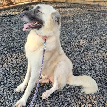 Asena -  Great Pyrenees and Anatolian Shepherd Dog for Adoption in Fredericksburg, Virginia - Asena | PetCurious