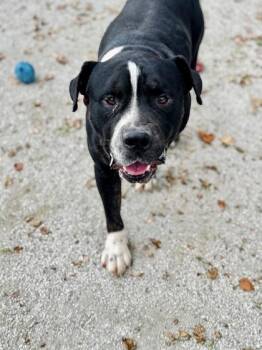 Rescue American Bulldog Dogs for Adoption in Philadelphia, Pennsylvania - Oreo | PetCurious