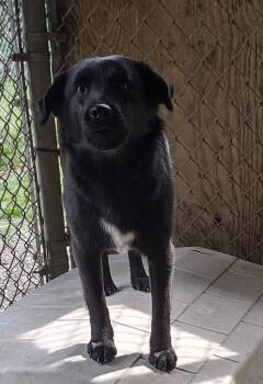 Sophie -  Chow Chow and Labrador Retriever Dog for Adoption in Saint Clairsville, Ohio - Sophie | PetCurious