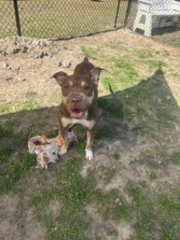 Rescue Pit Bull Terrier and Mixed Breed Dogs for Adoption in Conway, South Carolina - Molly(HW+) | PetCurious