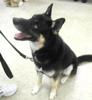 Rescue German Shepherd Dog and Husky Dogs for Adoption in Paris, Kentucky - Zuri | PetCurious