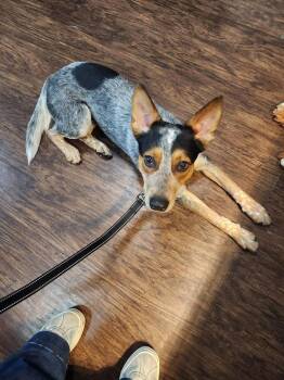 Australian Cattle Dog Blue Heeler Dogs Available for Adoption - Dalton | PetCurious