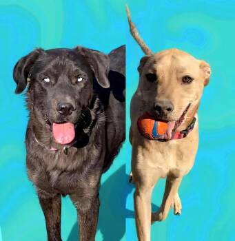 Labrador Retriever and Shepherd Dogs Available for Adoption - Sky And Brian | PetCurious