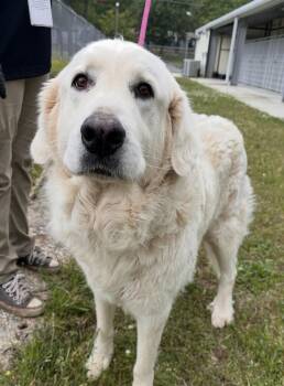 Great Pyrenees and Golden Retriever Dogs Available for Adoption in Washington, District Of Columbia - Delilah | PetCurious