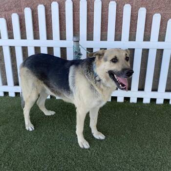 DODGE -  German Shepherd Dog Dog for Adoption in Modesto, California - DODGE | PetCurious