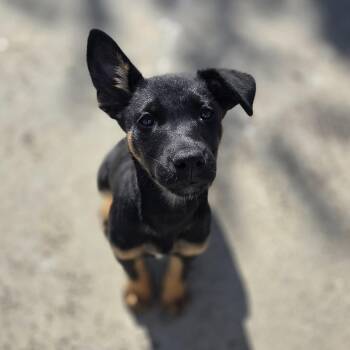 Shepherd and Labrador Retriever Dogs Available for Adoption - April | PetCurious
