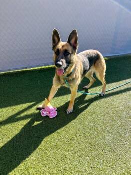 Rescue German Shepherd Dog and Mixed Breed Dogs for Adoption in Fishers, Indiana - Sonya | PetCurious