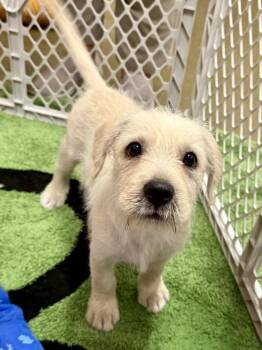 Mayo -  Terrier Dog for Adoption in Tucson, Arizona - Mayo | PetCurious