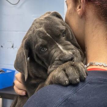 Cane Corso Dogs Available for Adoption in Loxahatchee Groves, Florida - Daphne 2061 | PetCurious