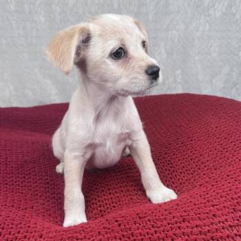 Wiley -  Chihuahua and Terrier Dog for Adoption in Atlanta, Texas - Wiley | PetCurious
