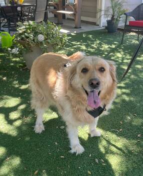 Golden Retriever Dogs Available for Adoption in Temecula, California - Maggie | PetCurious