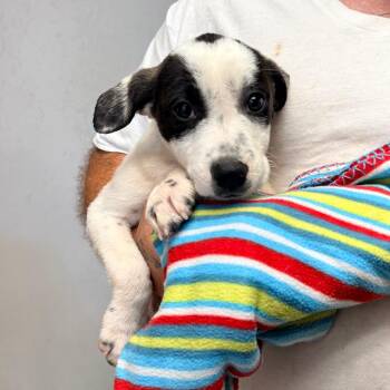 Disney -  Mixed Breed Dog for Adoption in Brentwood, Missouri - Disney | PetCurious