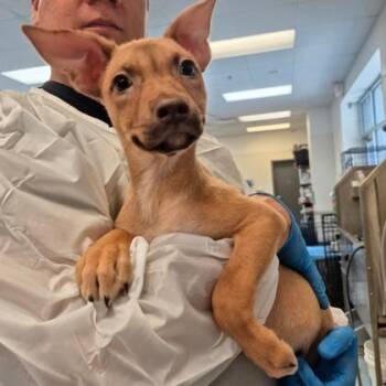 Jaycee -  Vizsla and German Pinscher Dog for Adoption in Morton Grove, Illinois - Jaycee | PetCurious