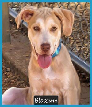 Hound Dogs Available for Adoption - Blossom  | PetCurious