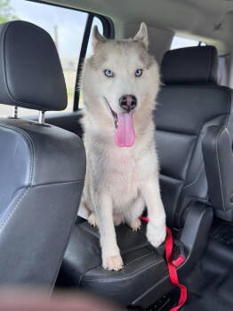 Rescue Siberian Husky Dogs for Adoption in Cumming, Georgia - Hoosier | PetCurious