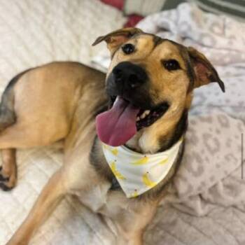 Luca -  German Shepherd Dog and Mixed Breed Dog for Adoption in Edmond, Oklahoma - Luca | PetCurious