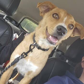Terrier and Mixed Breed Dogs Available for Adoption in Alma, Wisconsin - Cait | PetCurious