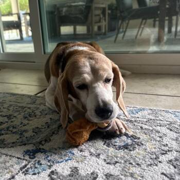 Bonnie (Chessie) -  Beagle Dog for Adoption in Riverside, California - Bonnie (Chessie) | PetCurious