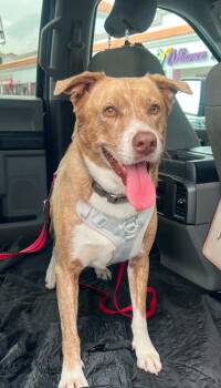 Achilles -  Labrador Retriever Dog for Adoption in Woodstock, Ontario - Achilles | PetCurious