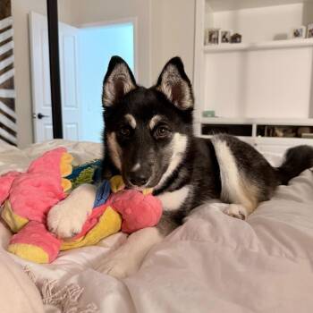 German Shepherd Dog and Mixed Breed Dogs Available for Adoption in Riverside, California - Delilah | PetCurious